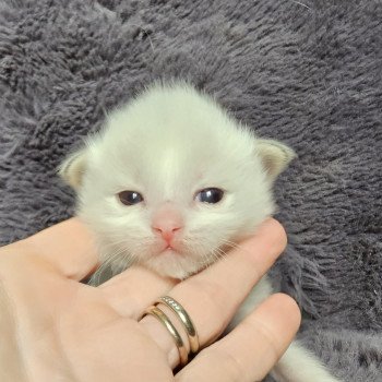 chaton Ragdoll Chatterie d'Axellyne