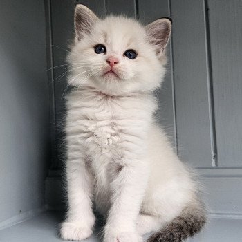 chaton Ragdoll seal tabby point bicolor Vinny❤️ Chatterie d'Axellyne