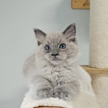 chaton Ragdoll blue mink Yumi Chatterie d'Axellyne