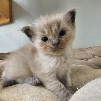 chaton Ragdoll blue mink Yumi Chatterie d'Axellyne