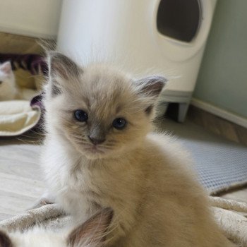 chaton Ragdoll blue mink Yumi Chatterie d'Axellyne