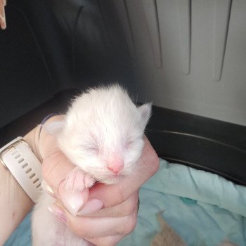 chaton Ragdoll lilac mink Chatterie d'Axellyne