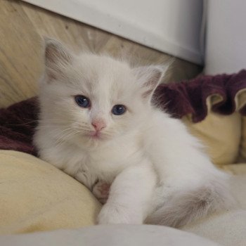 chaton Ragdoll lilac mink & blanc Yaëlle Chatterie d'Axellyne