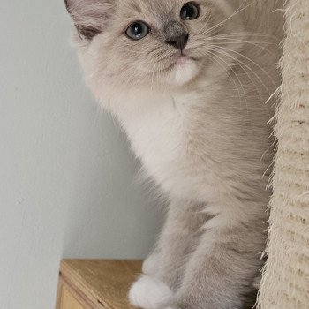 chaton Ragdoll blue mink mitted Vitalyne Chatterie d'Axellyne