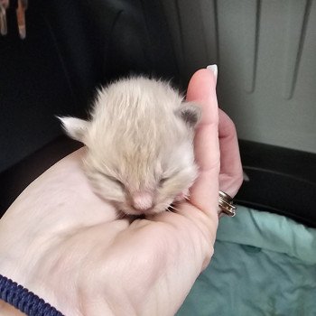 chaton Ragdoll blue mink Chatterie d'Axellyne