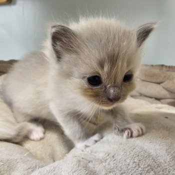 chaton Ragdoll blue mink mitted Vitalyne Chatterie d'Axellyne