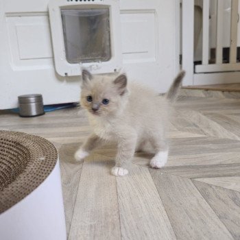 chaton Ragdoll blue mink mitted Vitalyne Chatterie d'Axellyne