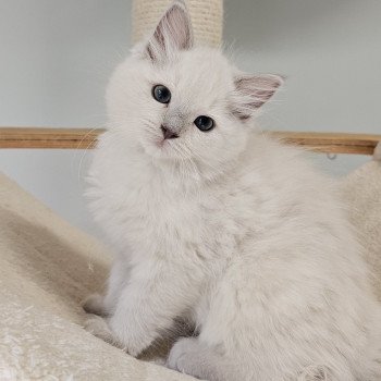 chaton Ragdoll lilac mink Vayana Chatterie d'Axellyne