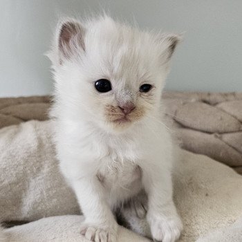 chaton Ragdoll lilac Vayana Chatterie d'Axellyne