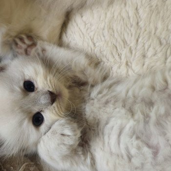 chaton Ragdoll lilac mink Vayana Chatterie d'Axellyne