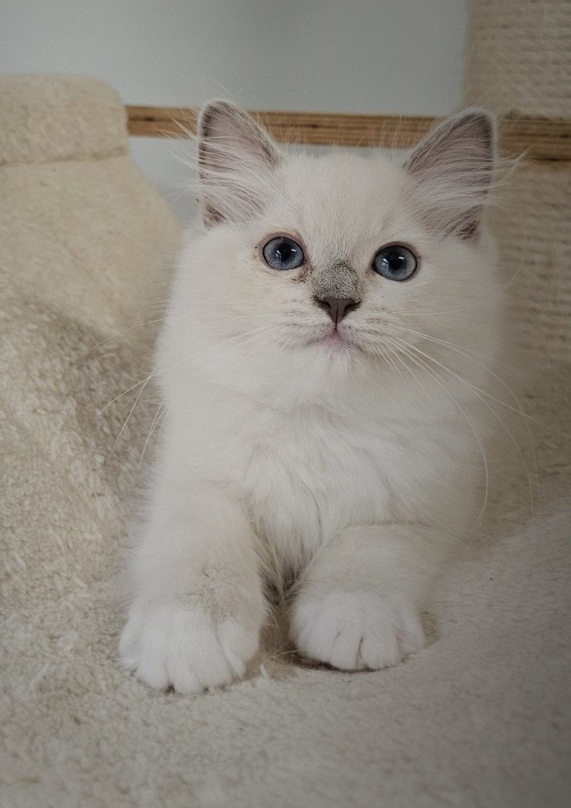 Ylona Femelle Ragdoll