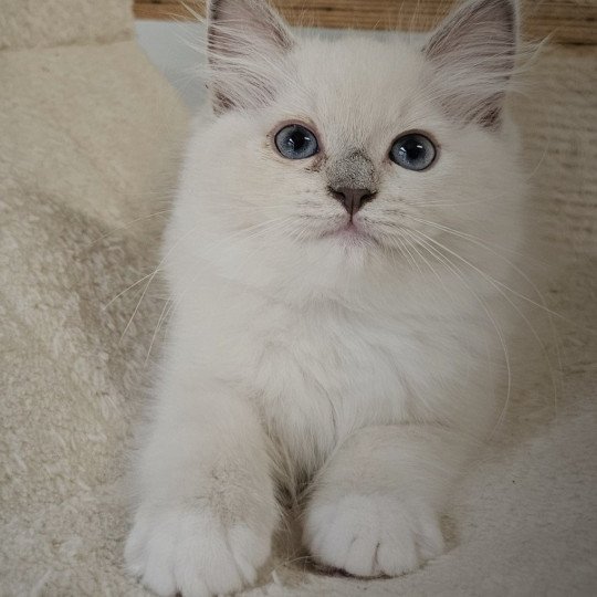 Ylona Femelle Ragdoll