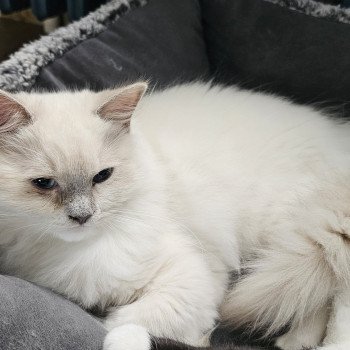 chaton Ragdoll lilac mink mitted Ylona Chatterie d'Axellyne