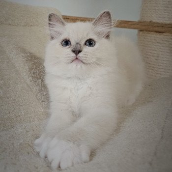 chaton Ragdoll lilac mink mitted Ylona Chatterie d'Axellyne