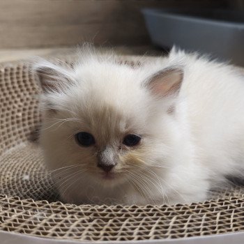 chaton Ragdoll lilac mink mitted Ylona Chatterie d'Axellyne