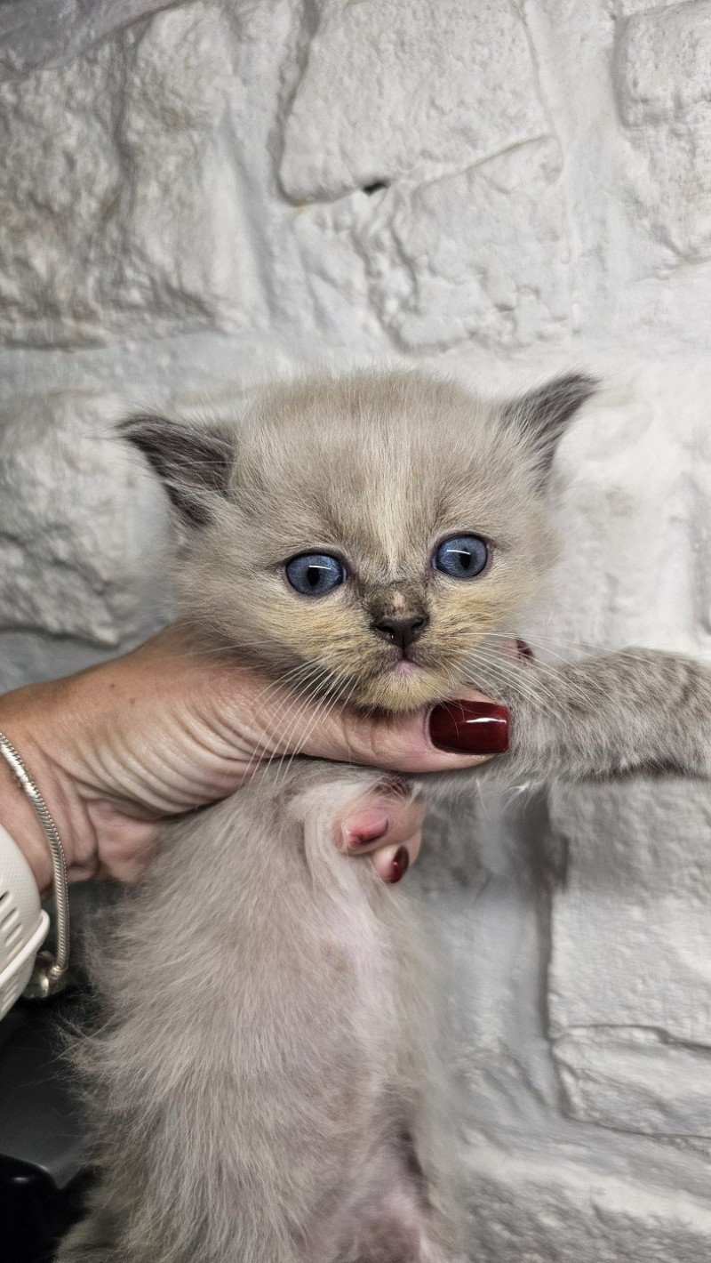 Yuki Mâle Ragdoll