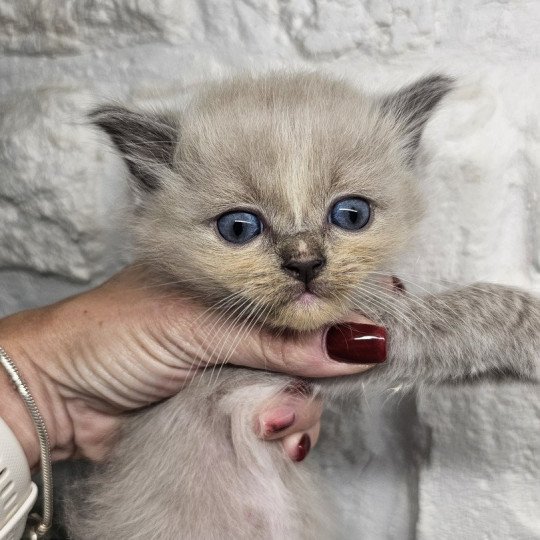 Yuki Mâle Ragdoll