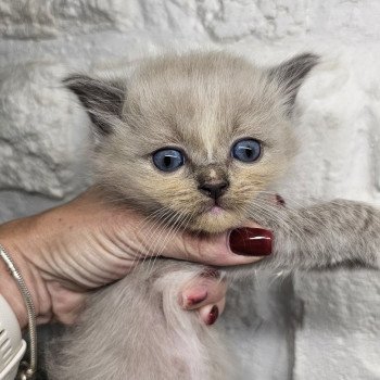 chaton Ragdoll blue mink mitted 🩷🔵 Chatterie d'Axellyne