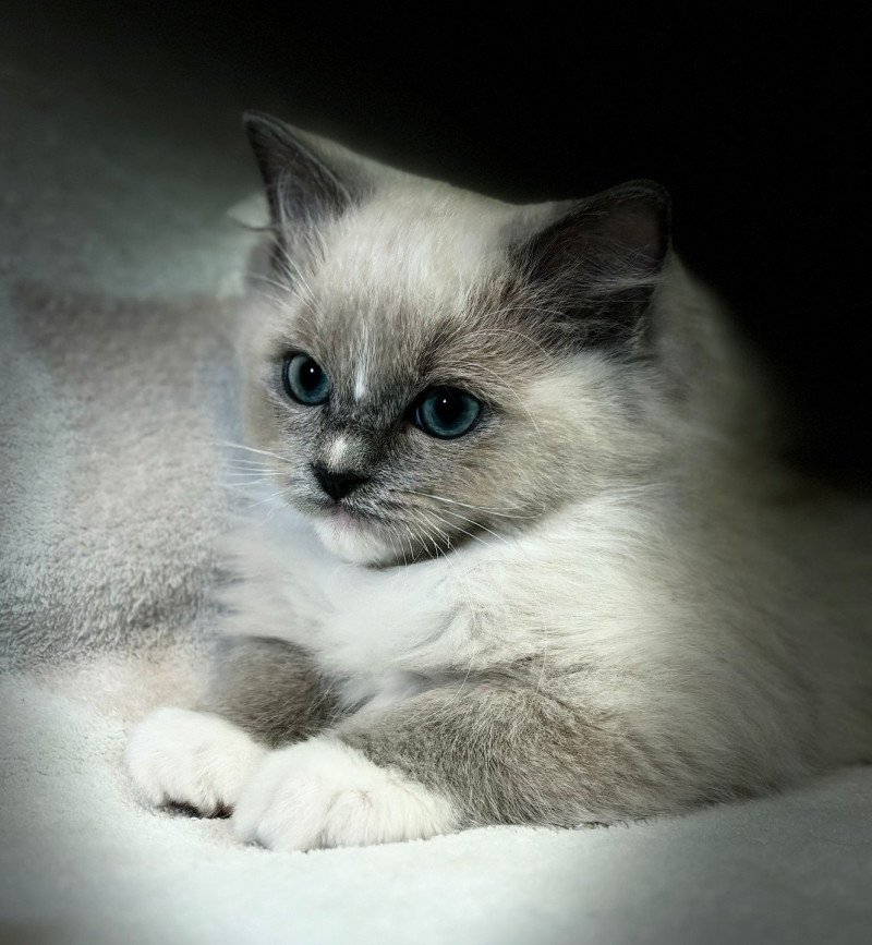 Yuki Mâle Ragdoll