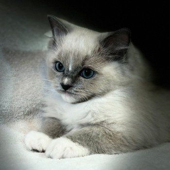 chaton Ragdoll blue mink mitted Yuki Chatterie d'Axellyne