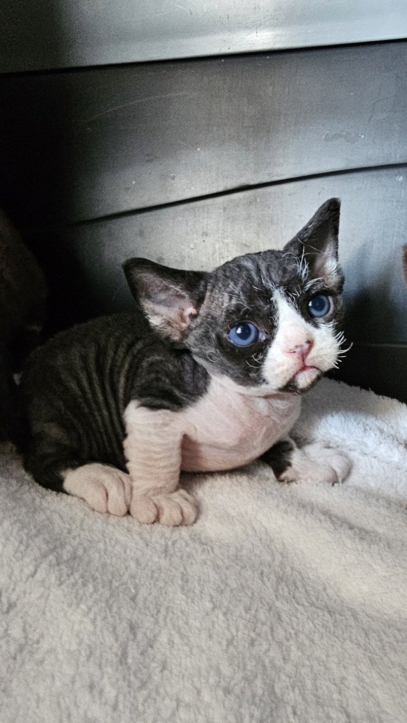 A'bah'oui d'Axellyne Mâle Devon Rex A'bah'oui d'Axellyne Mâle Devon Rex