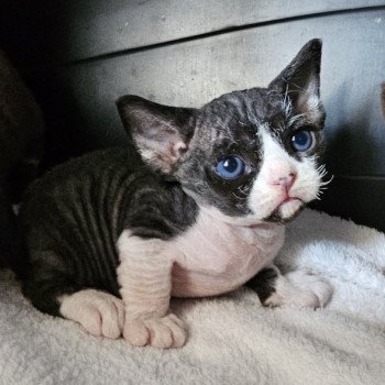 chaton Devon Rex black bicolor Chatterie d'Axellyne chaton Devon Rex black bicolor Chatterie d'Axellyne