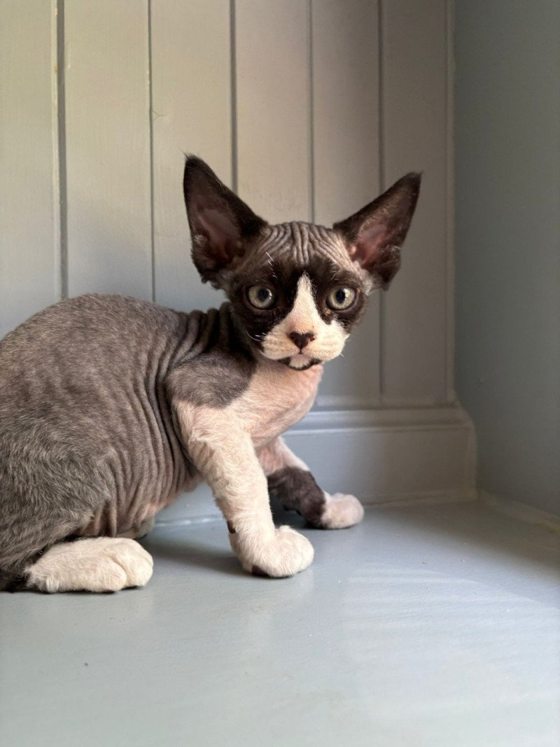 A'bah'oui d'Axellyne Mâle Devon Rex