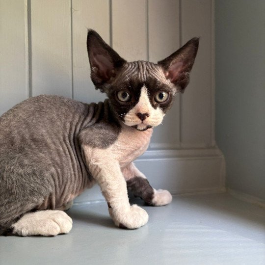 A'bah'oui d'Axellyne Mâle Devon Rex