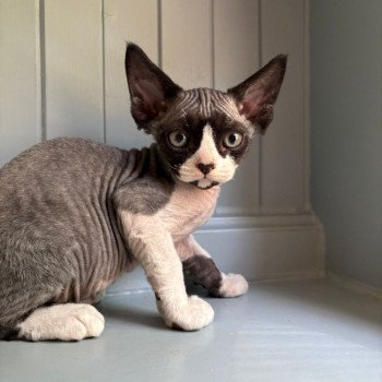 chaton Devon Rex black bicolor A'bah'oui d'Axellyne Chatterie d'Axellyne chaton Devon Rex black bicolor A'bah'oui d'Axellyne Chatterie d'Axellyne