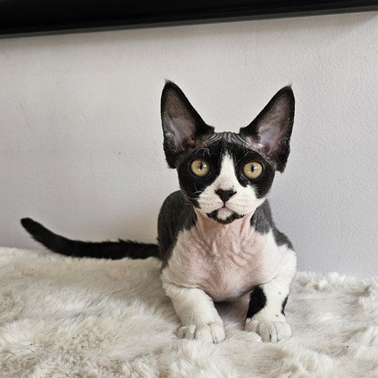 A'bah'oui d'Axellyne Mâle Devon Rex