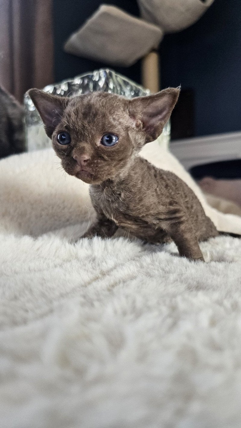Aloha d'Axellyne Femelle Devon Rex Aloha d'Axellyne Femelle Devon Rex