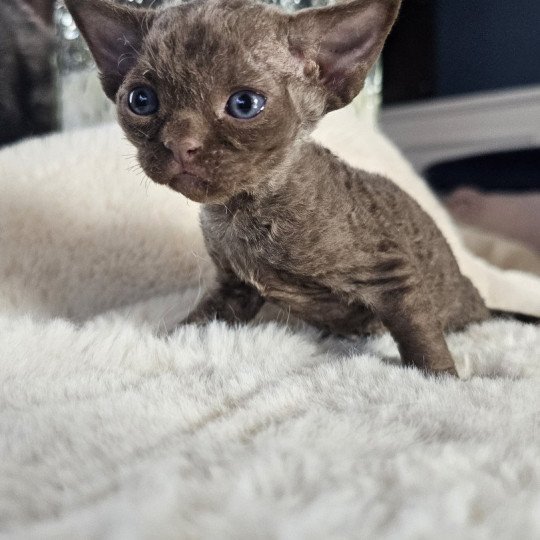 Aloha d'Axellyne Femelle Devon Rex