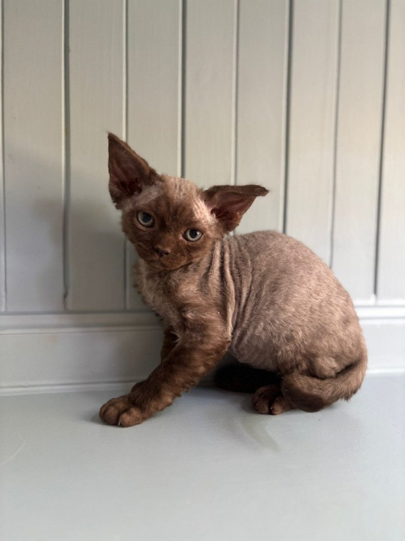 Aloha d'Axellyne Femelle Devon Rex