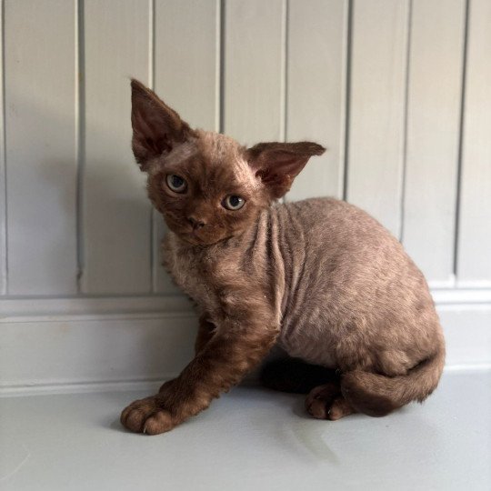Aloha d'Axellyne Femelle Devon Rex