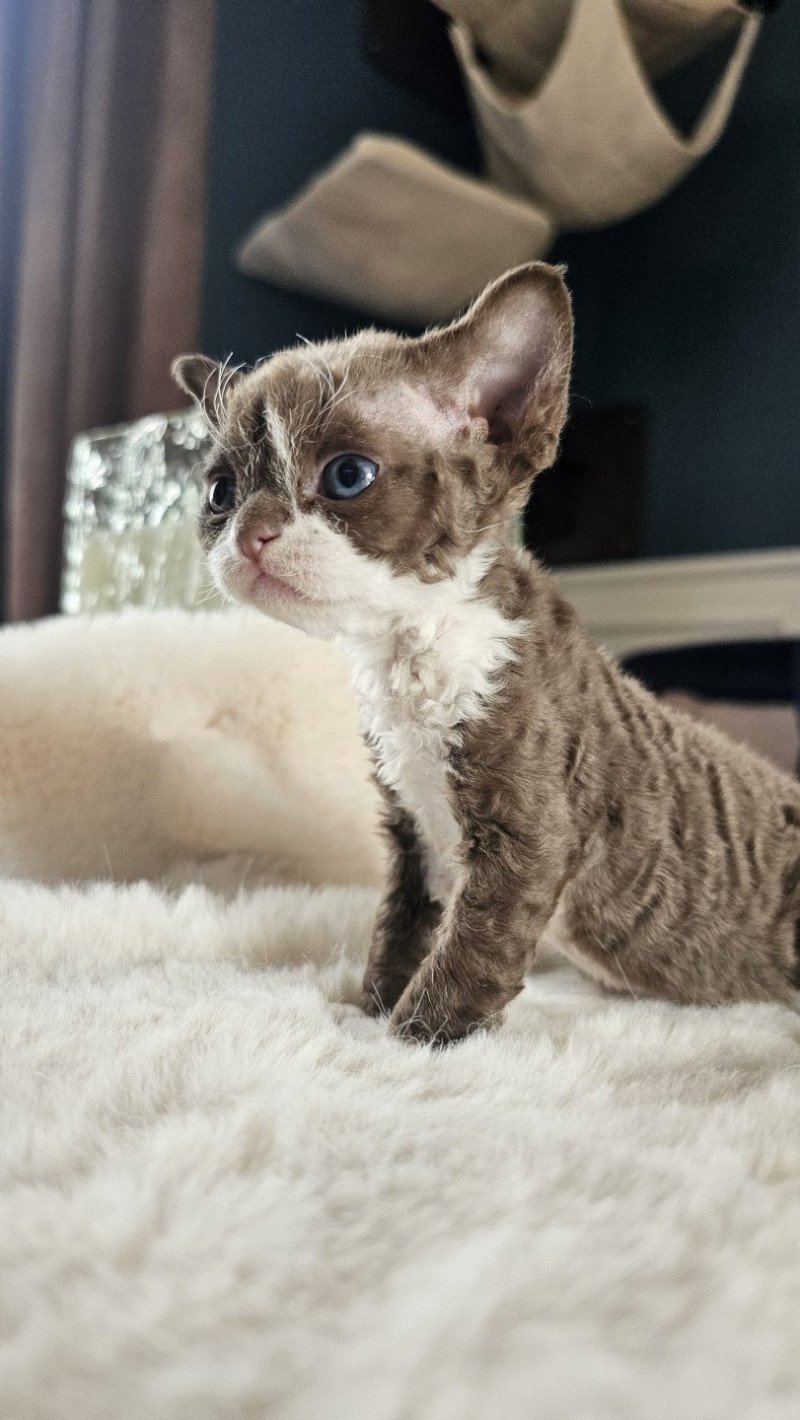 Agate Maya d'Axellyne Femelle Devon Rex Agate Maya d'Axellyne Femelle Devon Rex