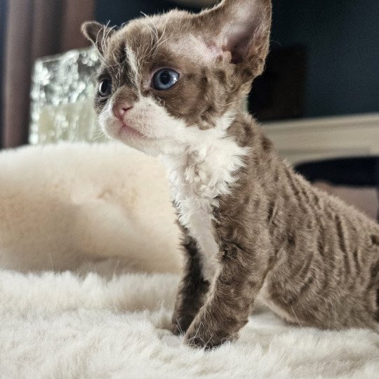 Agate Maya d'Axellyne Femelle Devon Rex