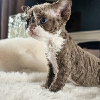 chaton Devon Rex chocolate bicolor Chatterie d'Axellyne chaton Devon Rex chocolate bicolor Chatterie d'Axellyne