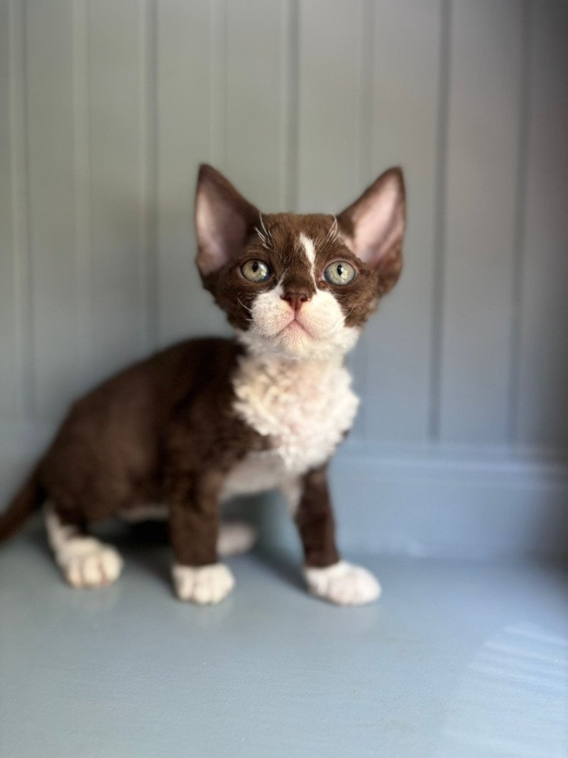 Agate Maya d'Axellyne Femelle Devon Rex