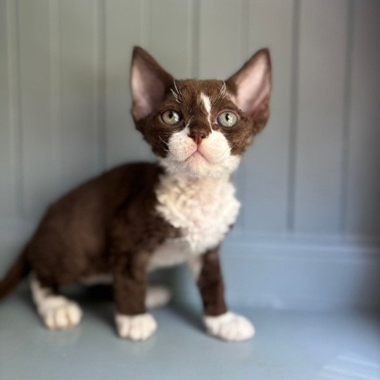 Agate Maya d'Axellyne Femelle Devon Rex