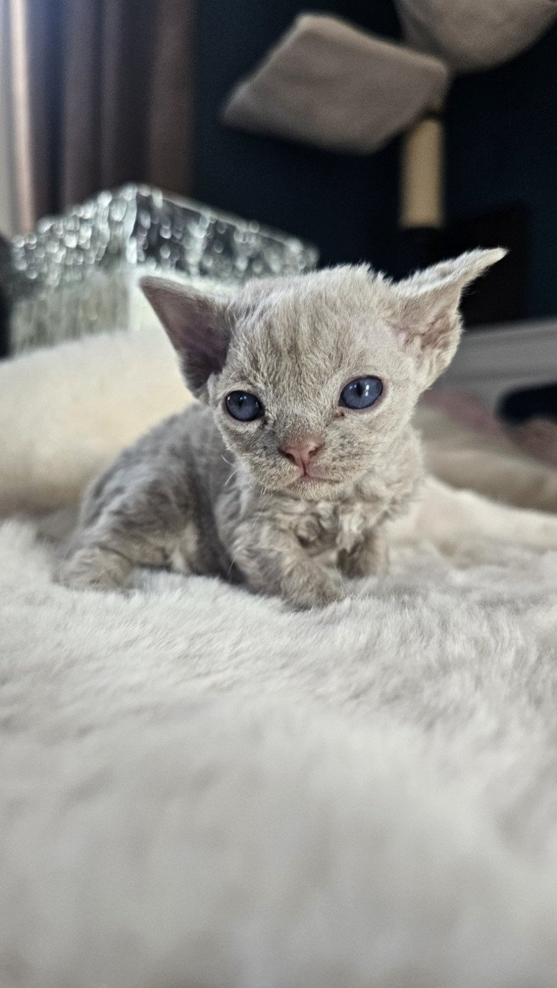 Arley Queen d'Axellyne Femelle Devon Rex Arley Queen d'Axellyne Femelle Devon Rex