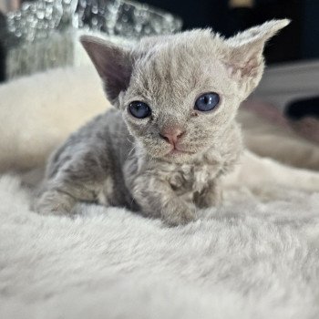chaton Devon Rex lilac Chatterie d'Axellyne chaton Devon Rex lilac Chatterie d'Axellyne