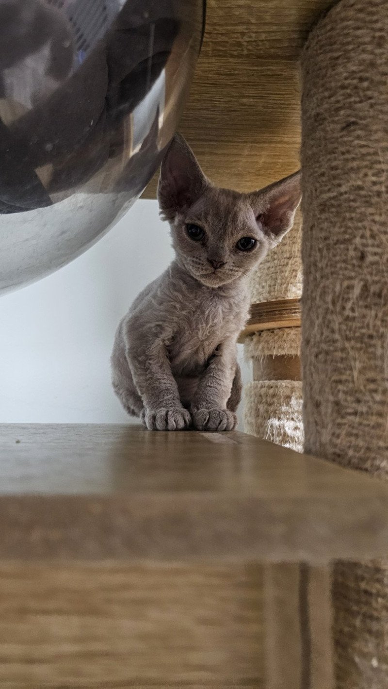 Arley Queen d'Axellyne Femelle Devon Rex