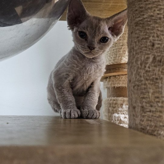 Arley Queen d'Axellyne Femelle Devon Rex