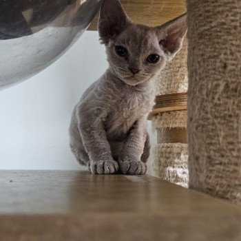 chaton Devon Rex lilac Arley Queen d'Axellyne Chatterie d'Axellyne chaton Devon Rex lilac Arley Queen d'Axellyne Chatterie d'Axellyne