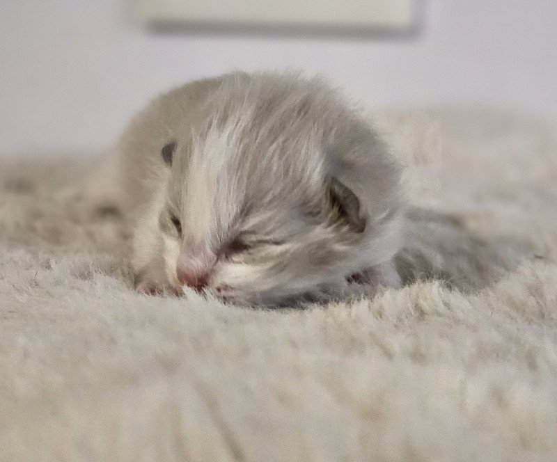 A Mâle Ragdoll A Mâle Ragdoll