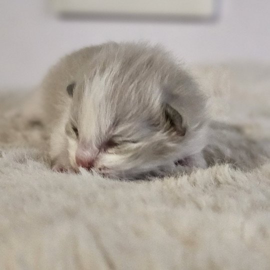 A1 Mâle Ragdoll