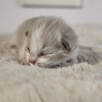 chaton Ragdoll blue mink bicolor Chatterie d'Axellyne chaton Ragdoll blue mink bicolor Chatterie d'Axellyne