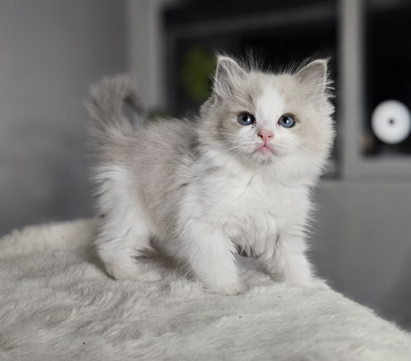 Arthemys Mâle Ragdoll