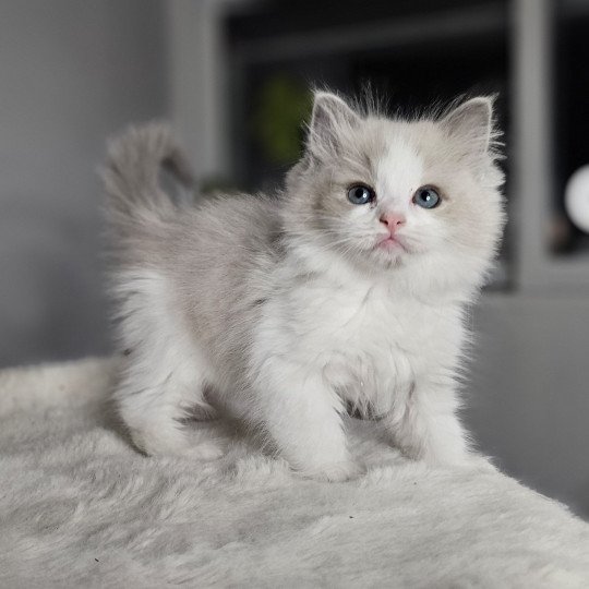 Arthemys Mâle Ragdoll