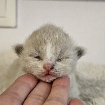 chaton Ragdoll blue mink bicolor Chatterie d'Axellyne chaton Ragdoll blue mink bicolor Chatterie d'Axellyne